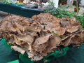 13 Meripilus giganteus